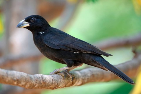 White-billed buffalo weaver