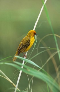 Cape weaver