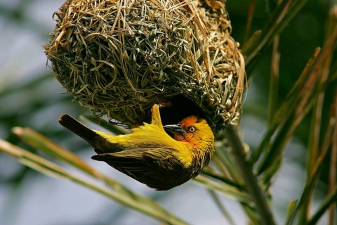 Cape weaver