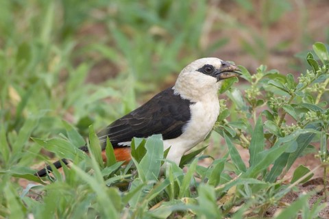 White-headed buffalo weaver