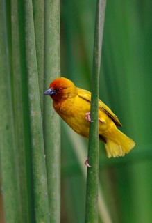 Golden Palm golden palm weaver