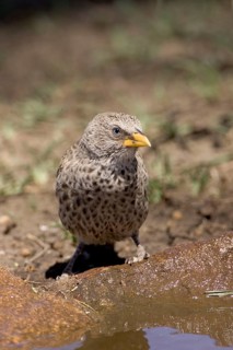 Rufous-tailed weaver