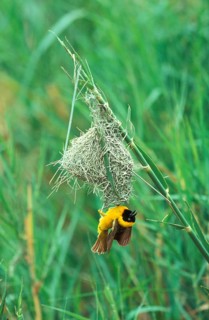 Lesser lesser masked weaver