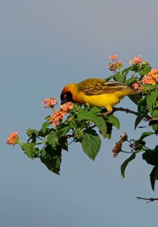 Vitelline Masked Weaver