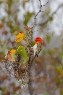 Red-headed weaver