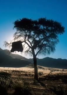 Sociable weaver