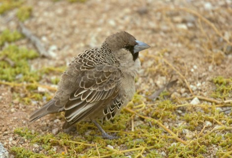 Sociable weaver