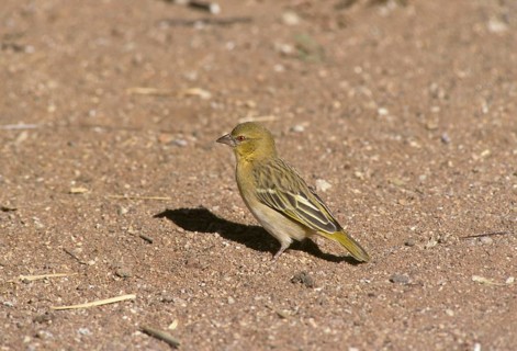 Southern southern masked weaver