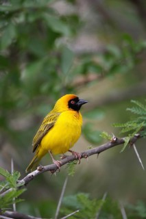 Southern masked weaver