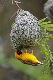 Southern masked weaver