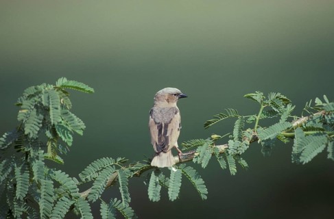 Grey-capped social weaver