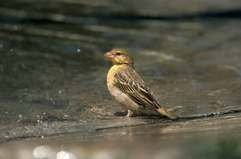 Somali Weaver