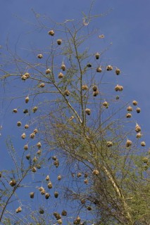 Speke's Weaver
