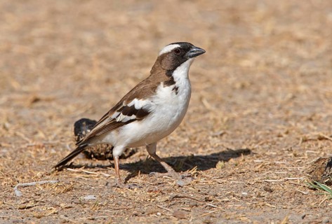White-browed sparrow-weaver