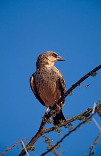 Briar mahali