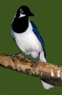 White-naped Jay