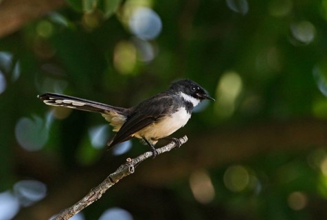 Malayan fantail