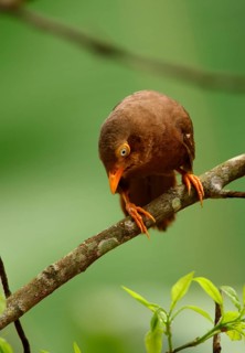 Orange-billed Scimitar Babbler
