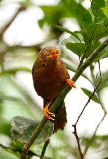 Orange-billed Scimitar Babbler