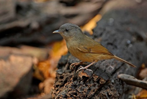 Brown-cheeked fulvetta