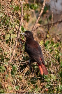 Maroon Oriole