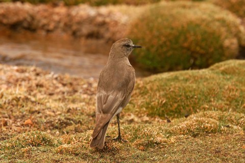 White-fronted Ground-tyrant