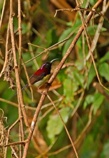 Black-throated Sunbird
