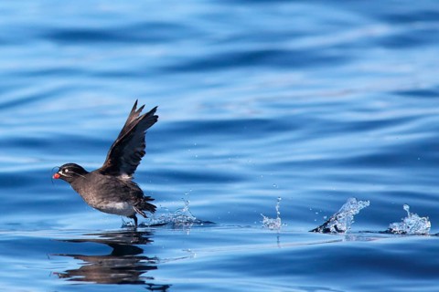 Whiskered Auklet