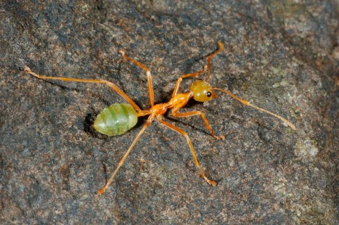 Asian Weaver Ant