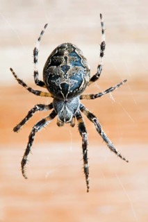 Bridge cross spider