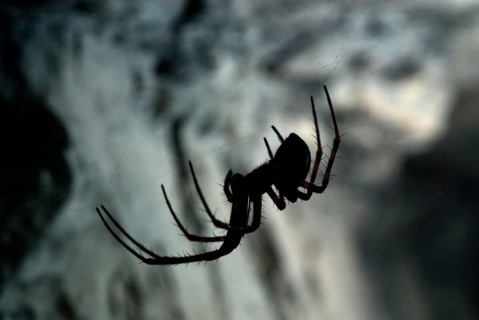 Cave wheel spider
