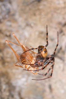 Cave wheel spider