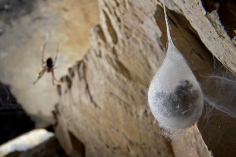 Cave wheel spider