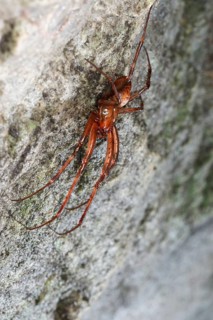 Other animals