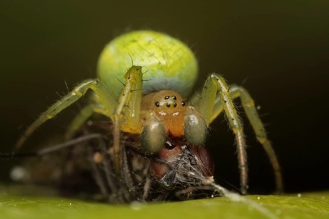 Pumpkin spider