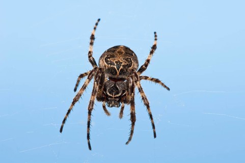 Reed wheel spider