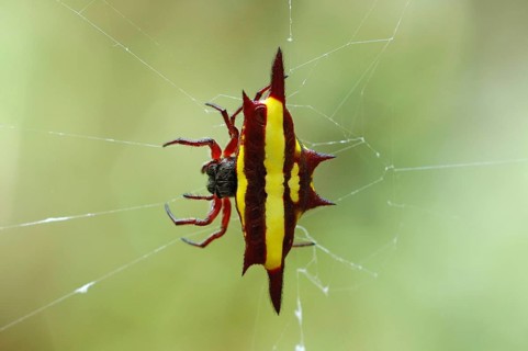 Other animals