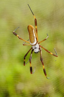 Golden silk spider