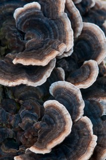 Tramates versicolor