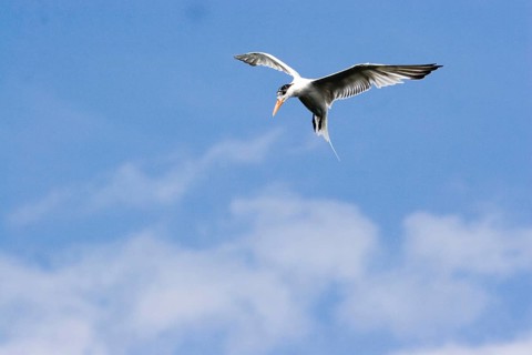 Royal Tern