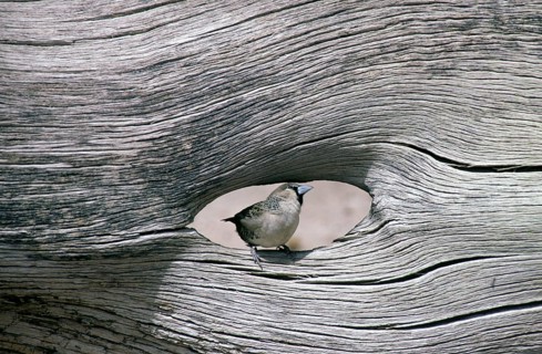 Sociable Weaver