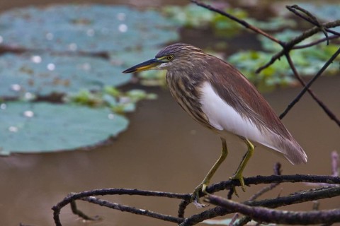 Paddy heron
