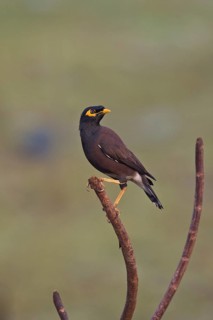 Shepherd's myna