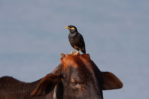 Shepherd's mynah