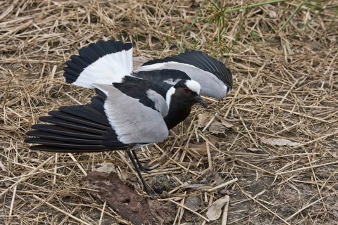 Blacksmith's Lapwing