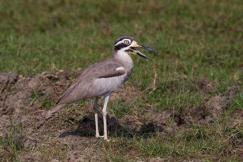 Great stone-curlews