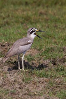 Great stone-curlews