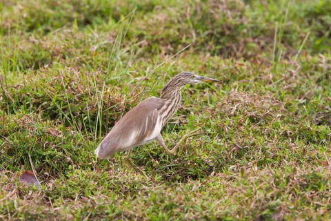 Paddy Heron