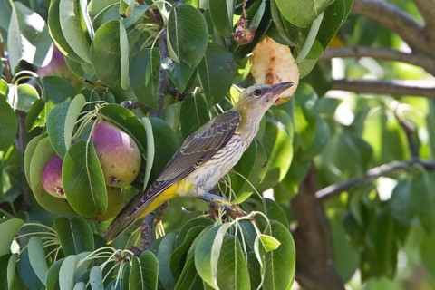 Oriole