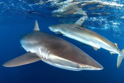 Silky sharks